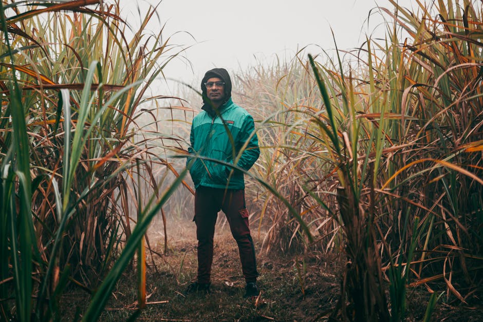 A man stands in a misty sugarcane field, wearing a green jacket and eyeglasses.